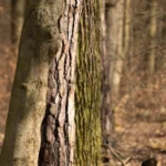 Keine Rodung von Lebensraum für Bieber+Marburg