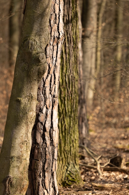 Keine Rodung von Lebensraum für Bieber+Marburg