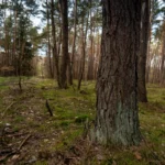 Rodungsfläche für Bieber+Marburg