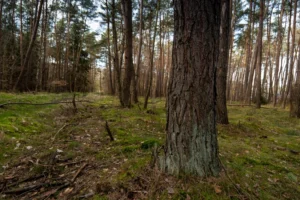 Rodungsfläche für Bieber+Marburg