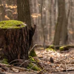 Keine Rodung von Lebensraum für Bieber+Marburg