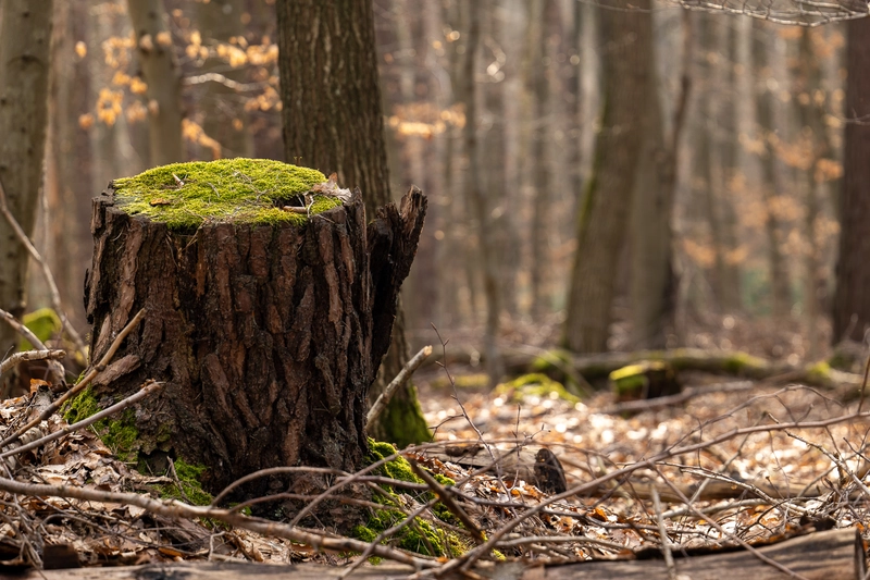 Keine Rodung von Lebensraum für Bieber+Marburg