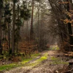 Angrenzende Fläche zur Rodungsfläche die in Mitleidenschaft gezogen würde