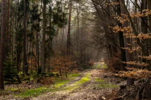 Angrenzende Fläche zur Rodungsfläche die in Mitleidenschaft gezogen würde