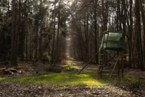 Angrenzende Fläche zur Rodungsfläche die in Mitleidenschaft gezogen würde