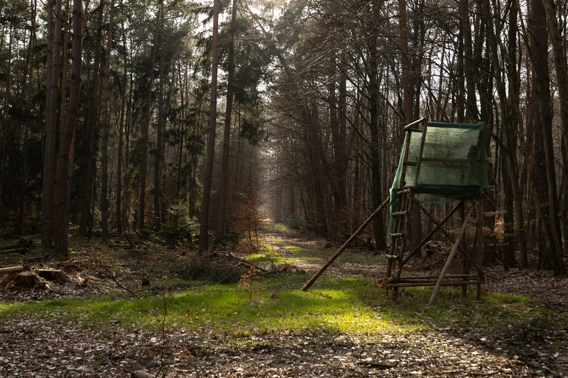 Angrenzende Fläche zur Rodungsfläche die in Mitleidenschaft gezogen würde