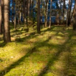 Rodungsfläche für Bieber+Marburg