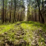 Rodungsfläche für Bieber+Marburg