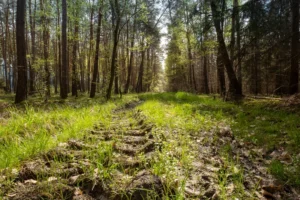 Rodungsfläche für Bieber+Marburg