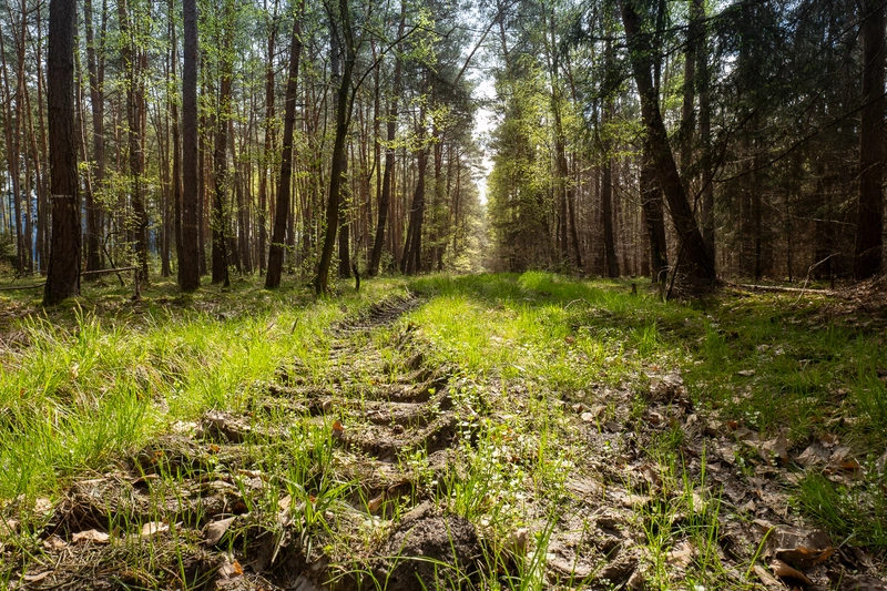 Rodungsfläche für Bieber+Marburg