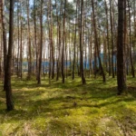 Rodungsfläche für Bieber+Marburg