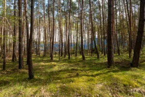 Rodungsfläche für Bieber+Marburg