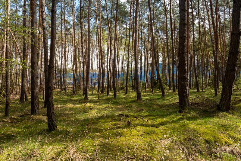 Rodungsfläche für Bieber+Marburg