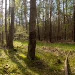 Rodungsfläche für Bieber+Marburg