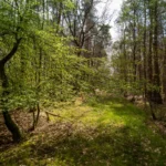 Angrenzende Fläche zur Rodungsfläche die in Mitleidenschaft gezogen würde