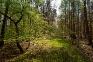 Angrenzende Fläche zur Rodungsfläche die in Mitleidenschaft gezogen würde