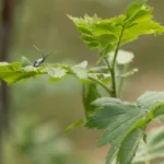 Keine Rodung von Lebensraum für Bieber+Marburg