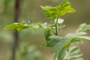 Keine Rodung von Lebensraum für Bieber+Marburg