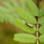 Keine Rodung von Lebensraum für Bieber+Marburg